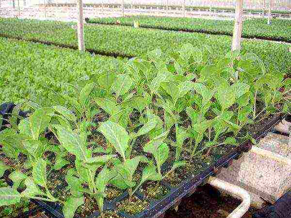 the timing of planting cabbage in open ground in the suburbs