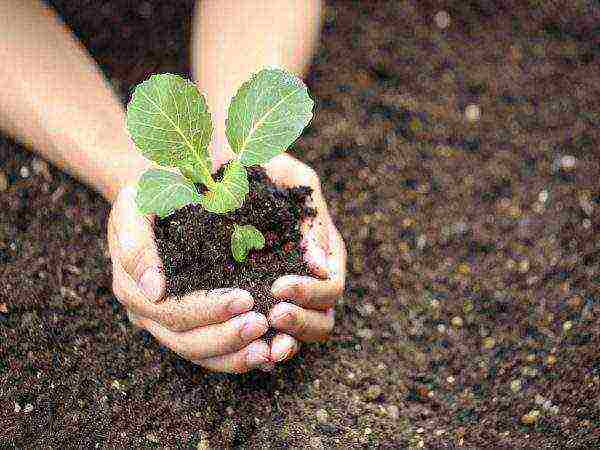 the timing of planting cabbage in open ground in the suburbs