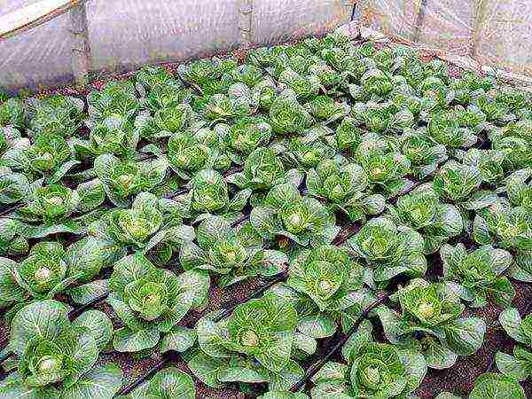 the timing of planting cabbage in open ground in the suburbs