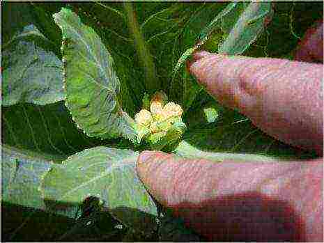 the timing of planting cabbage in open ground in the suburbs