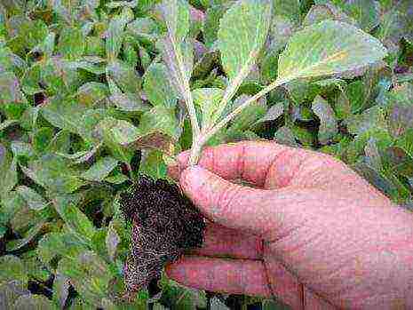 the timing of planting cabbage in open ground in the Moscow region