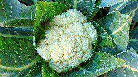 the timing of planting cabbage in open ground in the Moscow region