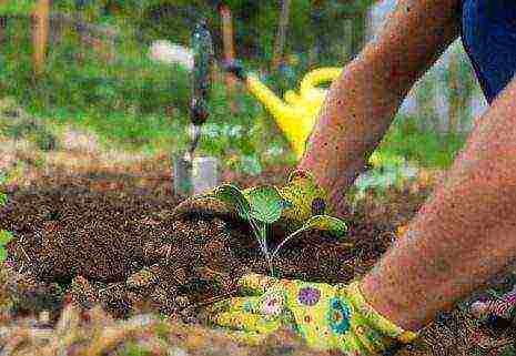 the timing of planting cabbage in open ground in the suburbs