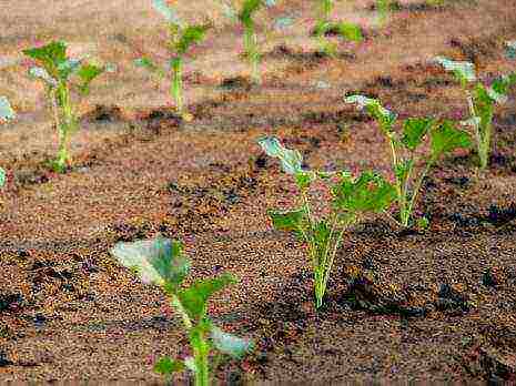 the timing of planting cabbage in open ground in the suburbs