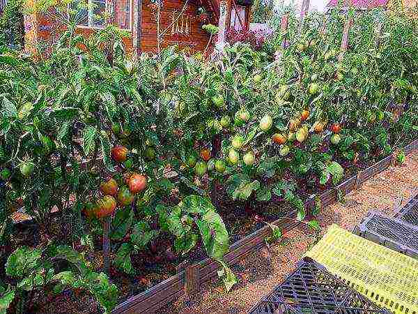 the timing of planting tomatoes in open ground in the middle lane