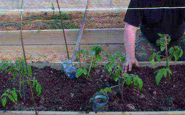 the timing of planting tomatoes in open ground in the middle lane