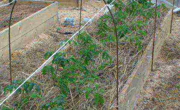 the timing of planting tomatoes in open ground in the middle lane