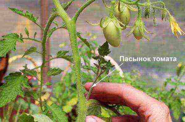 the timing of planting tomatoes in open ground in the middle lane