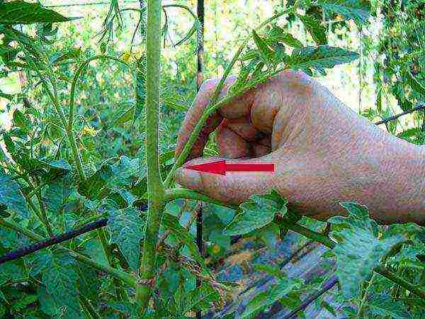 the timing of planting tomatoes in open ground in the middle lane