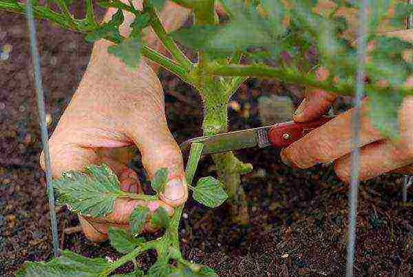 the timing of planting tomatoes in open ground in the middle lane