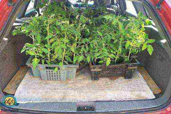 the timing of planting tomatoes in open ground in the middle lane