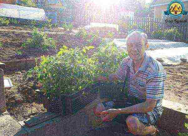 the timing of planting tomatoes in open ground in the middle lane