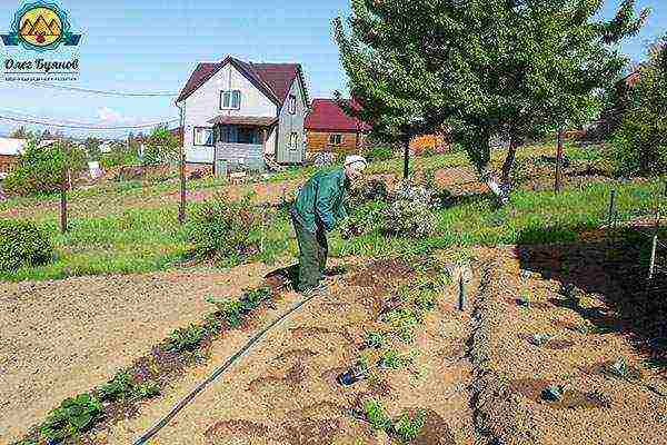 the timing of planting tomatoes in open ground in the middle lane