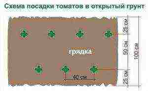 the timing of planting tomatoes in open ground in the middle lane