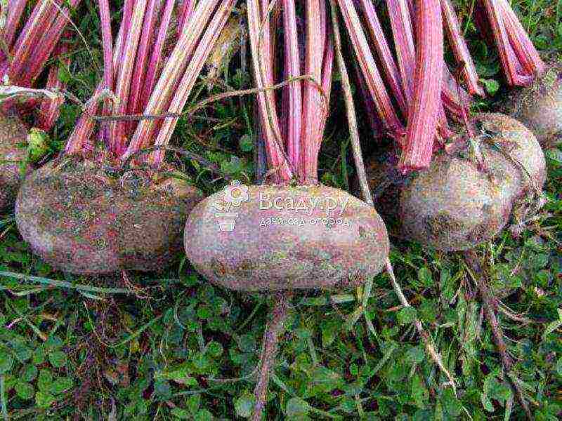 beetroot planting and care in the open field