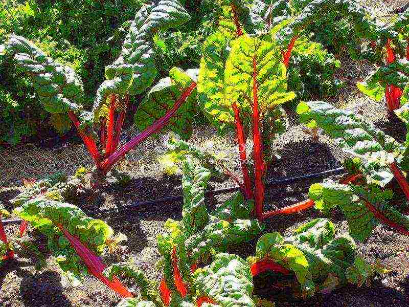 beetroot planting and care in the open field