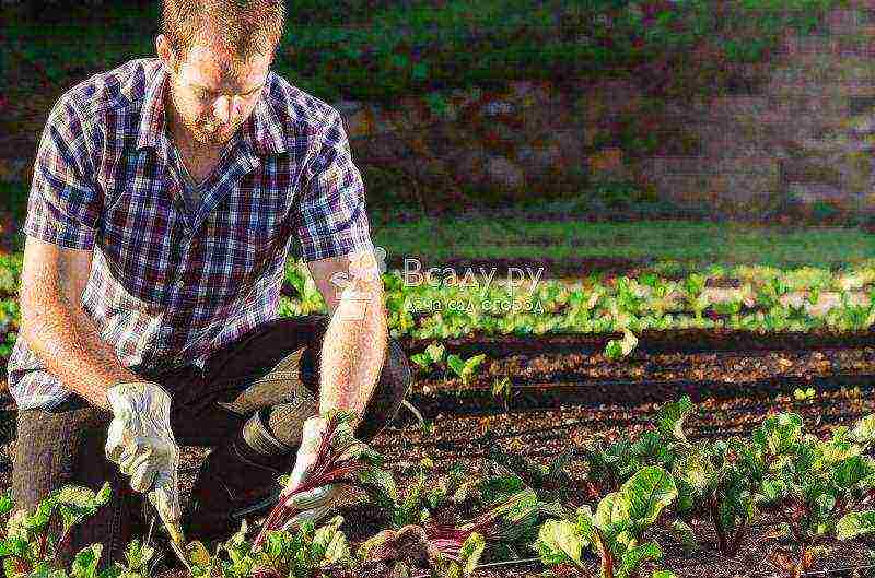 beetroot planting and care in the open field