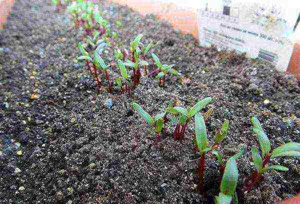 beetroot planting and care in the open field