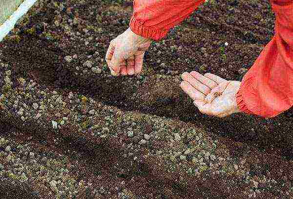 beetroot planting and care in the open field