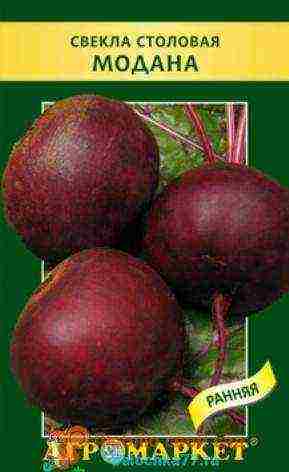 beetroot best varieties