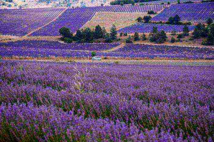 industrial crops grown in the south of the country