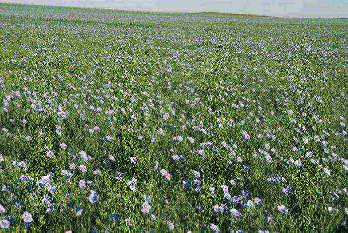 industrial crops grown in the south of the country