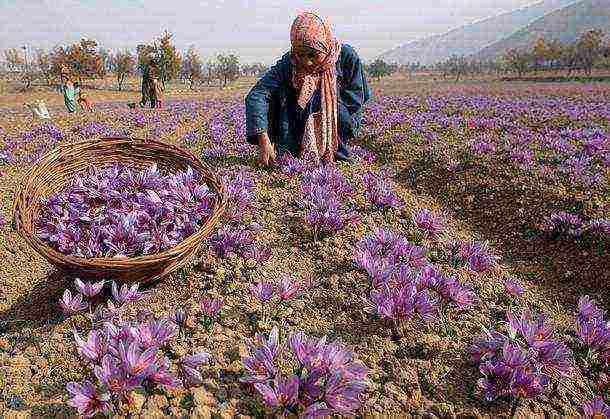 industrial crops grown in our country