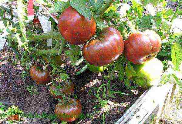 dark tomatoes are the best varieties