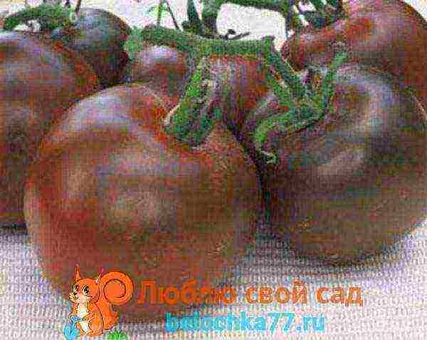 dark tomatoes are the best varieties