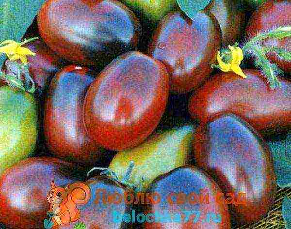 dark tomatoes are the best varieties