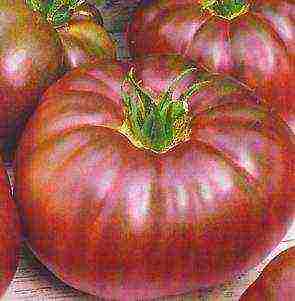 dark tomatoes are the best varieties