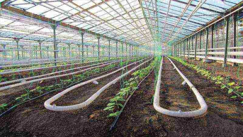 greenhouse business what is profitable to grow in a greenhouse