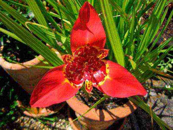 tigridia planting and care in the open field in spring