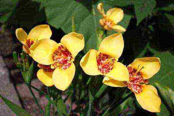 tigridia planting and care in the open field in spring