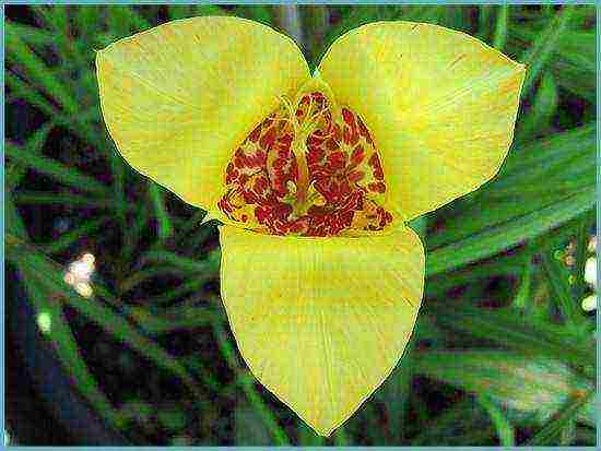 tigridia planting and care in the open field in spring