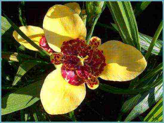 tigridia planting and care in the open field in spring