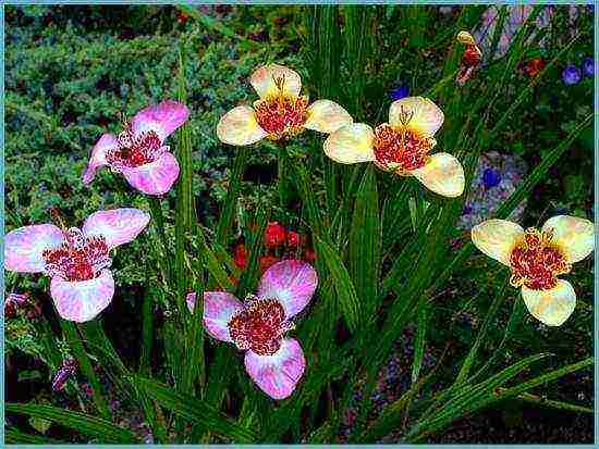 tigridia planting and care in the open field in spring