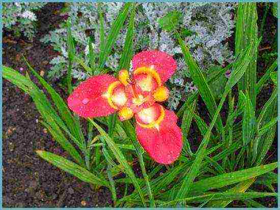 tigridia planting and care in the open field in spring