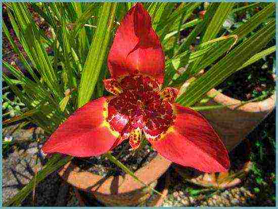 tigridia planting and care in the open field in spring