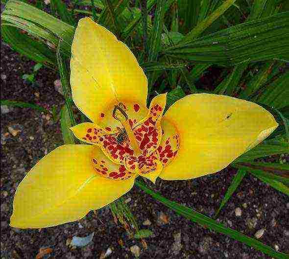 tigridia planting and care in the open field in spring