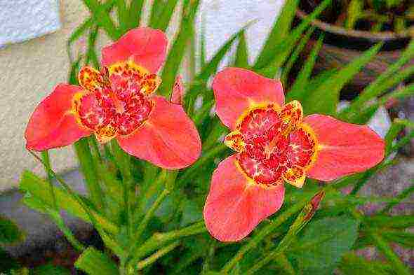 tigridia planting and care in the open field in spring