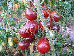 tomato best varieties of cherry