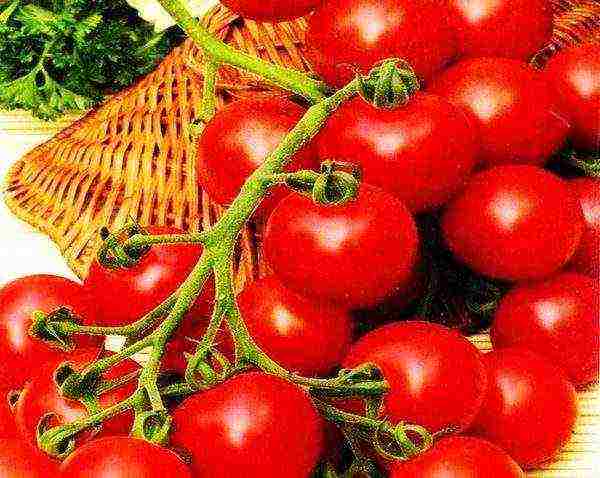 tomato best varieties of cherry