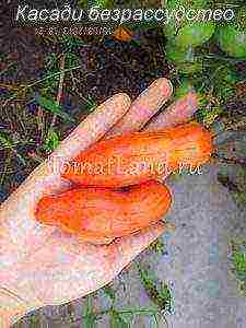 pepper-shaped tomatoes are the best varieties