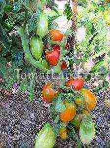 pepper-shaped tomatoes are the best varieties