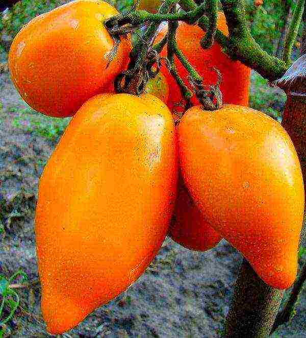 pepper-shaped tomatoes are the best varieties