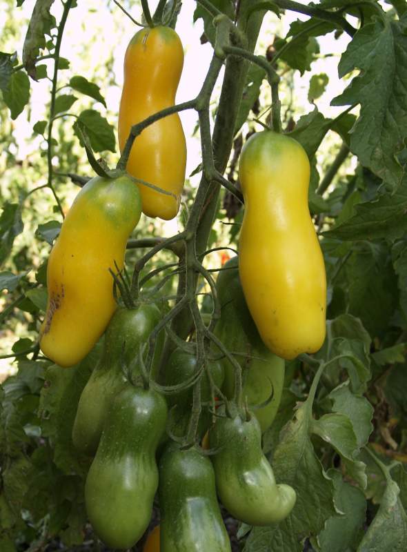 pepper-shaped tomatoes are the best varieties