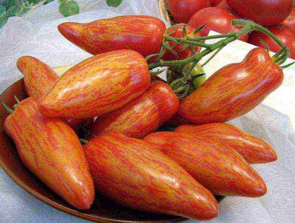 pepper-shaped tomatoes are the best varieties