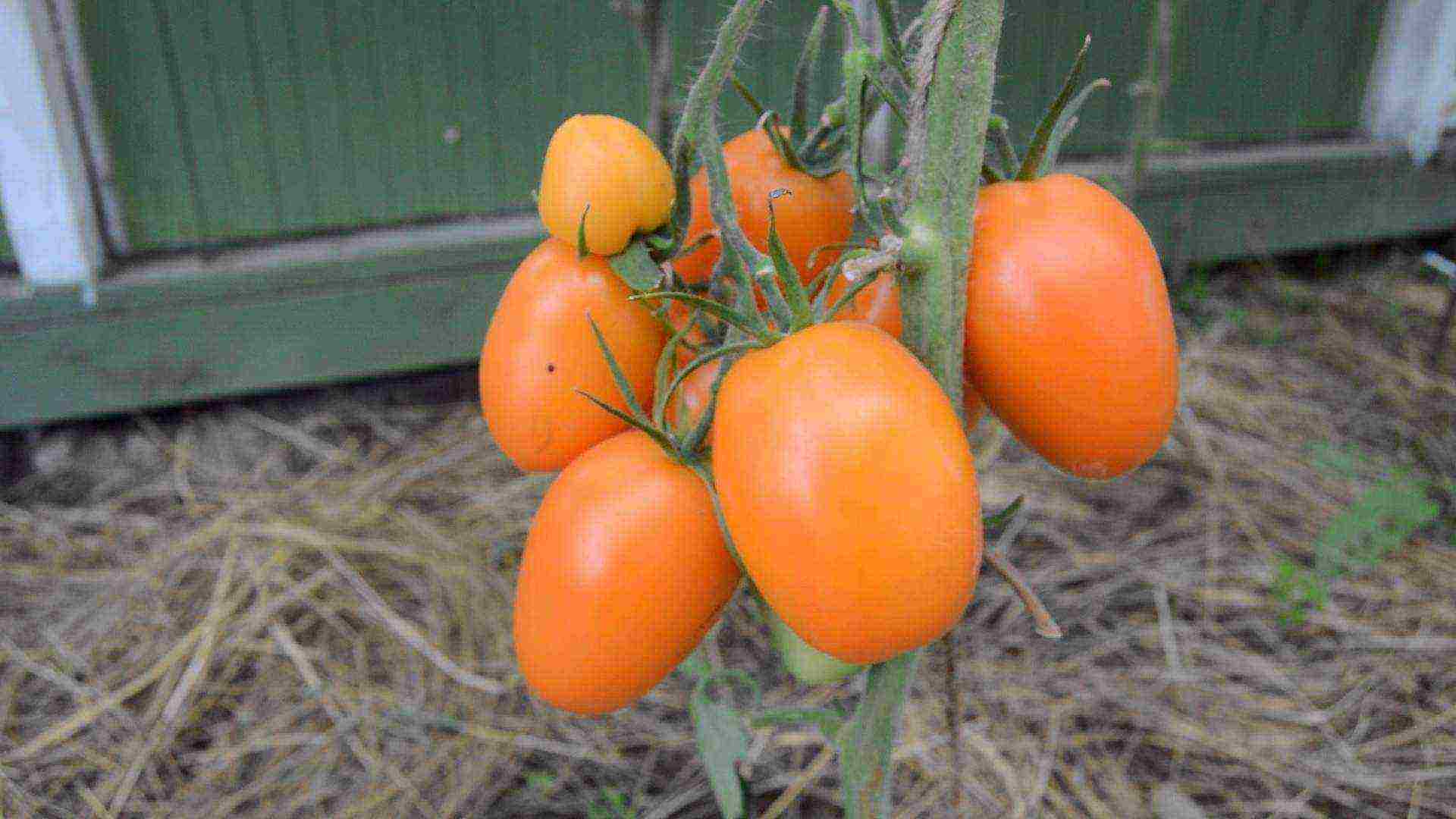 pepper-shaped tomatoes are the best varieties