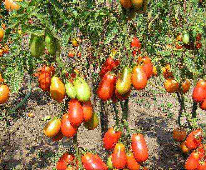 ang mga kamatis na hugis paminta ay ang pinakamahusay na mga pagkakaiba-iba